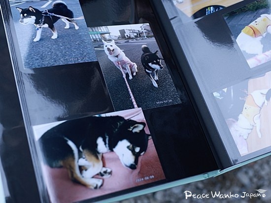 「ケンシロウ」くんをお預かりしてくださった提携ボランティアさんがまとめてくれたアルバム