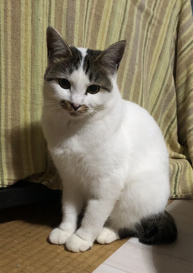 三頭の母猫ハチさん