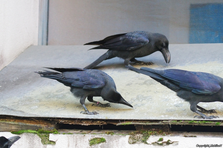 batch_北15条東4丁目すくらむ公園ブト雛・リング（右黒022・左紫120）・すすきの：24.12.07.052 (2).JPG