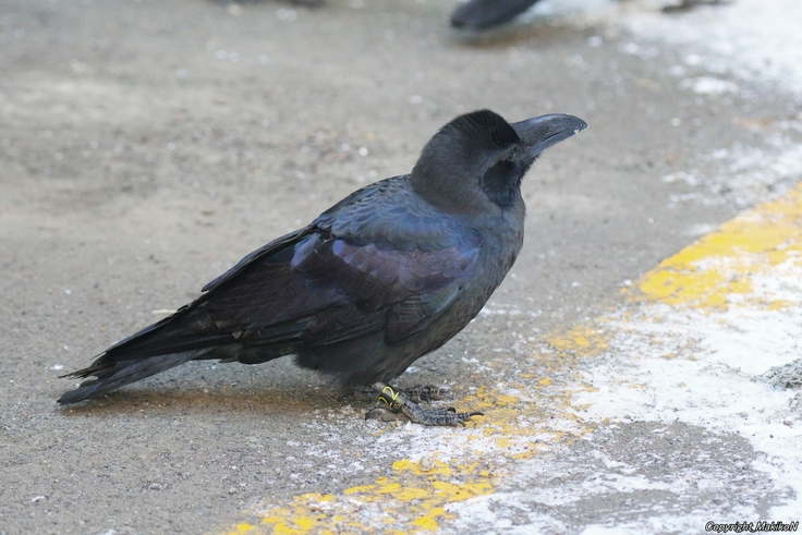 batch_北15条東4丁目すくらむ公園ブト雛・リング（右黒022・左紫120）・すすきの：24.12.07.099 (2).JPG