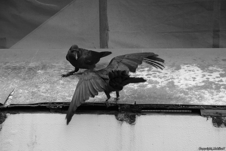 batch_北15条東4丁目すくらむ公園ブト雛・リング（右黒022・左紫120）・すすきの：24.12.07.020 (2).JPG