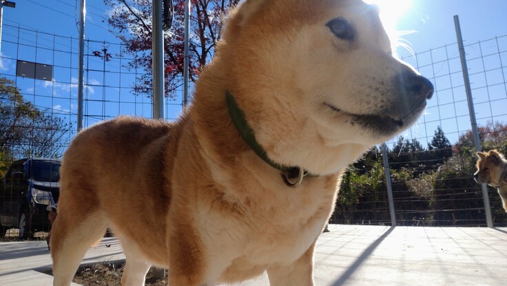 柴犬の龍馬です