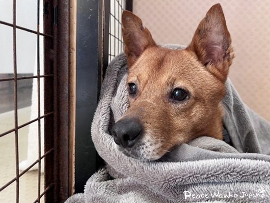 表情がまったくない「豆大福」