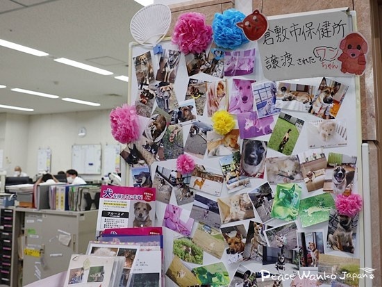 倉敷市保健所から譲渡されたワンコたちの写真