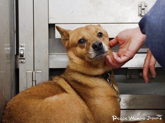 広島譲渡センターで優しいご家族をみつけようね！