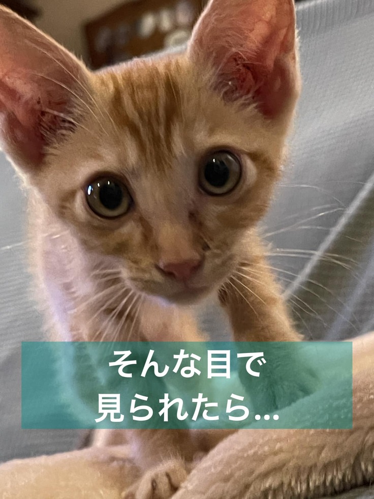 そんな目でみられたら