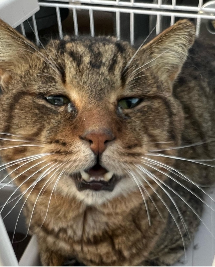 ダブルキャリアのオジ