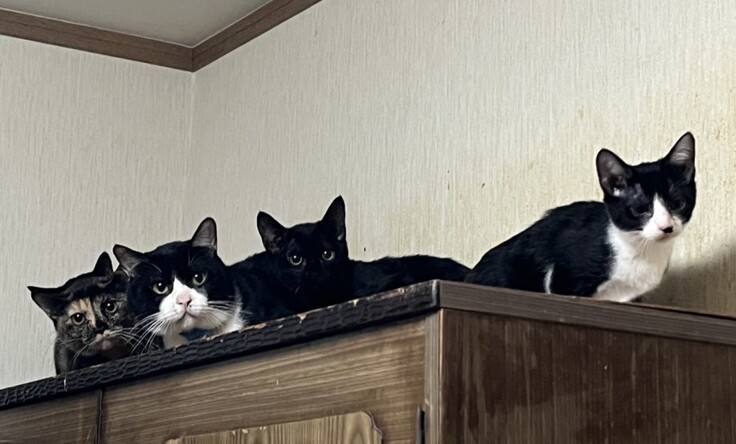 多頭崩壊、多数の猫たち