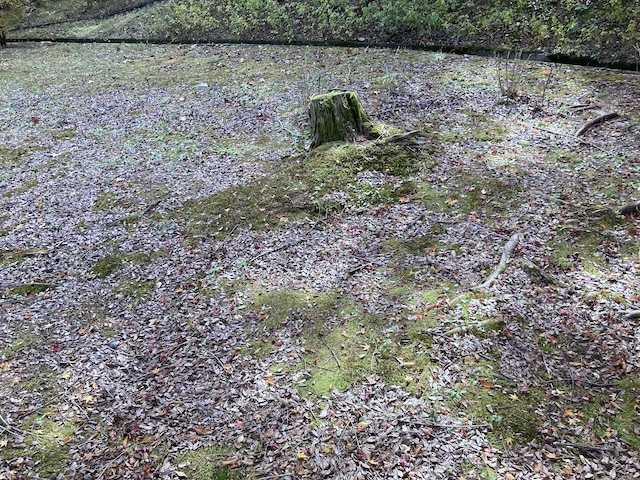 苔の写真　真ん中に石が一つある