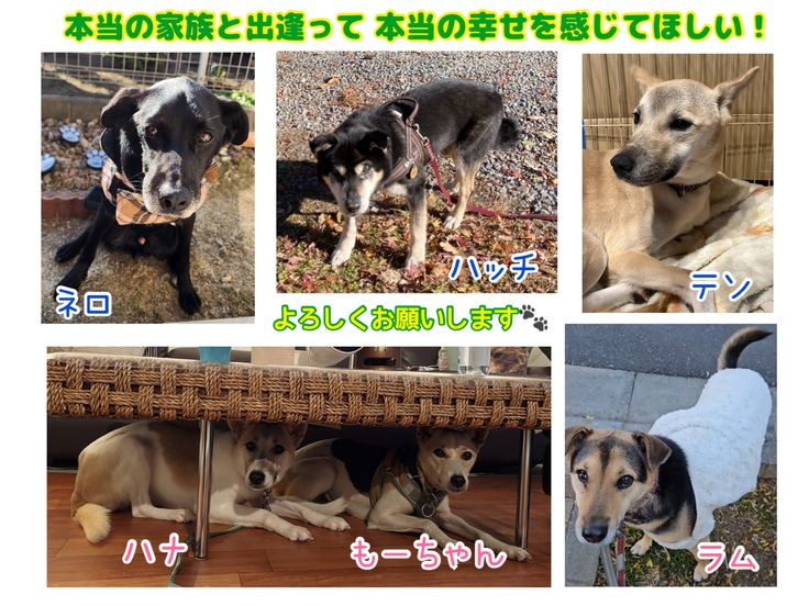 この子たちの他にも家族募集中の子たちがいます！