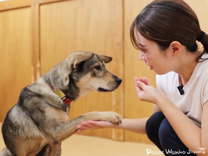 「オテ」をしてスタッフに甘える元野犬のワンコ