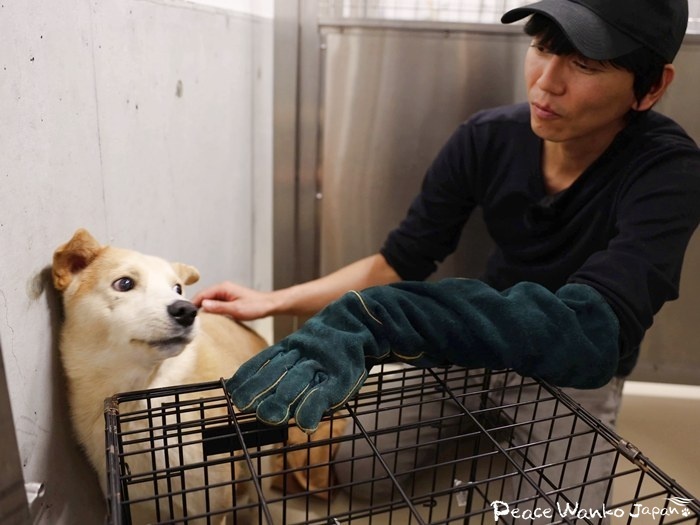 ただ恐いだけ。悪意があって咬もうとするワンコはいません。