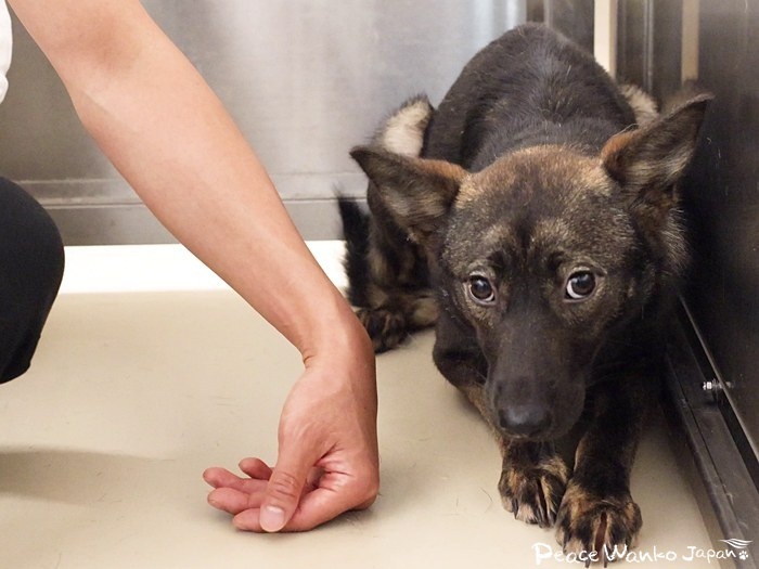 野犬の子に接するとき、一番大切なのは「愛情」