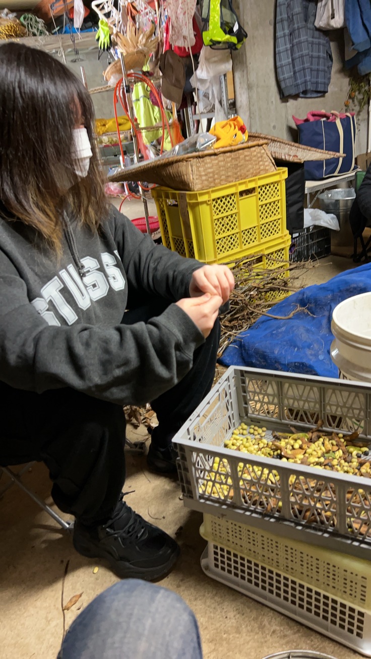 て作業での大豆のサヤだし作業