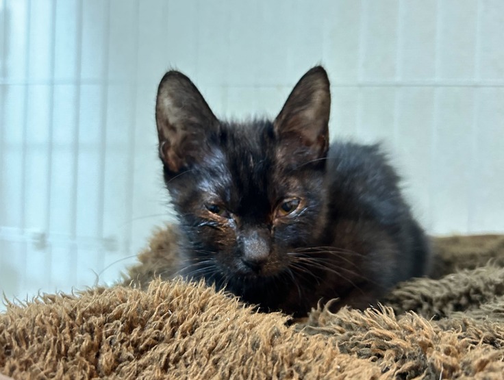 風邪ひきの子猫