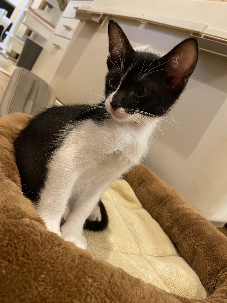 風邪をぶり返し中のルレ