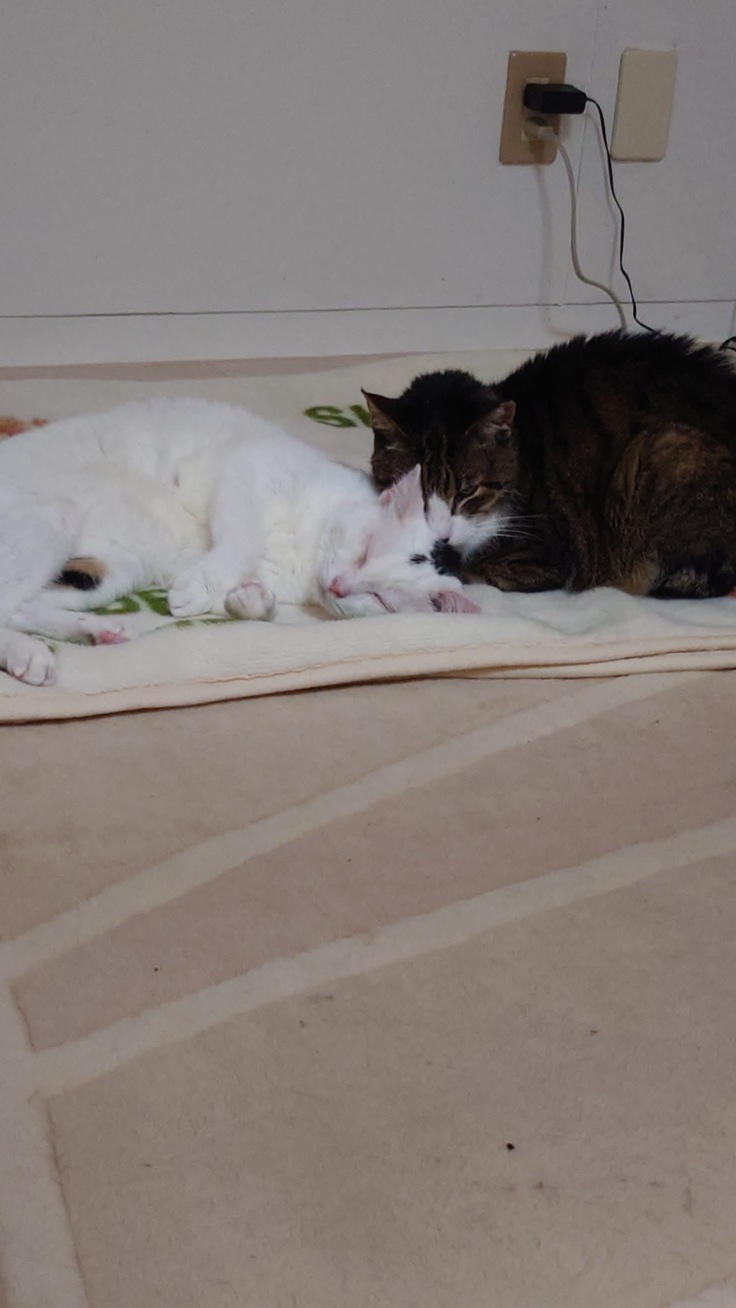 シニア猫もおり沖縄であっても暖房はかかせません