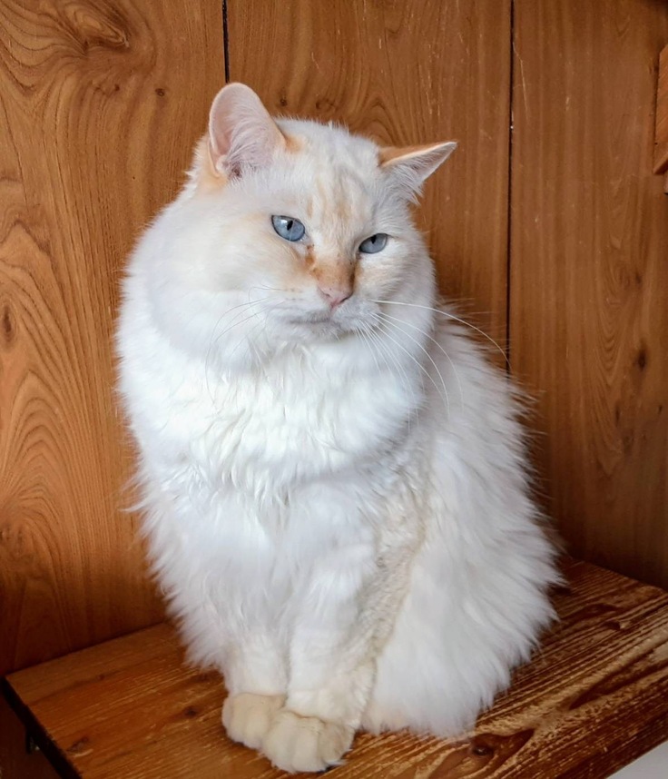 モフモフのかいなり君、敷物じゃありません