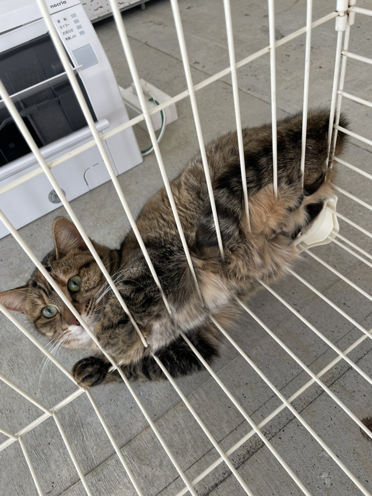 エアコン下であたたまるロイスちゃん