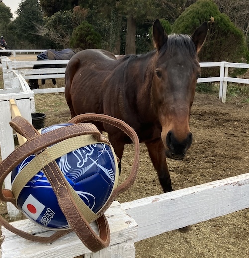 horseball1