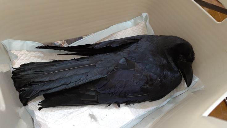 Corvus macrorhynchos・採食・肉争奪戦・雪・すすきの：25.01.29.007.jpg