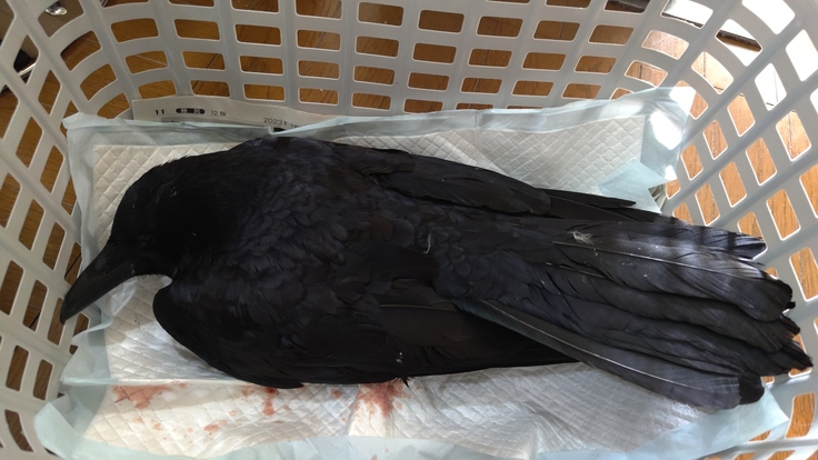 Corvus corone・リング（右黒028・左紫126）・放鳥・南5条西5丁目：25.01.29.022.jpg