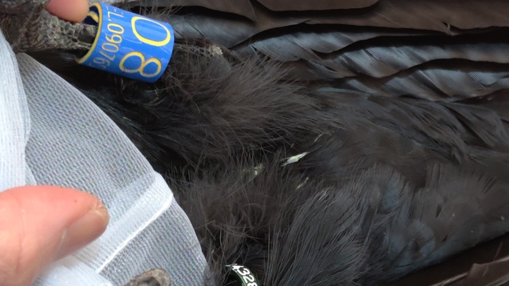 Corvus macrorhynchos・採食・肉争奪戦・雪・すすきの：25.01.29.011.jpg