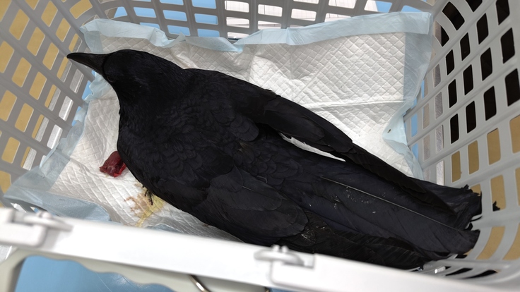 Corvus corone・リング（右黒028・左紫126）・放鳥・南5条西5丁目：25.01.29.015.jpg