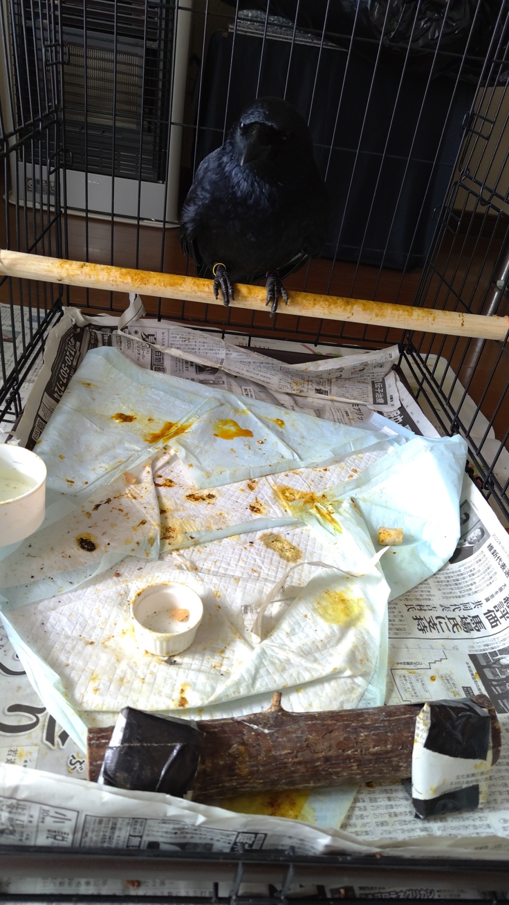 Corvus corone・リング（右黒028・左紫126）・放鳥・南5条西5丁目：25.01.31.010.jpg