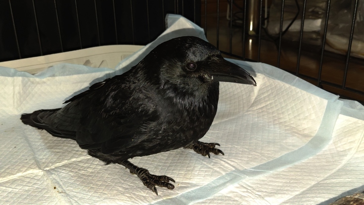 Corvus corone・リング（右黒028・左紫126）・放鳥・南5条西5丁目：25.01.30.001.jpg