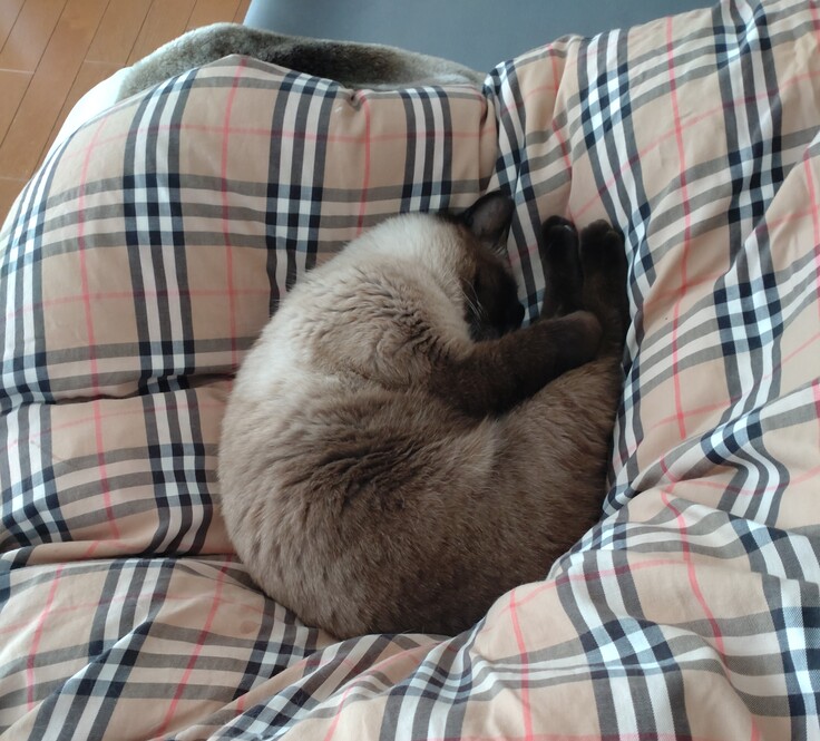 最近の夜の寝床