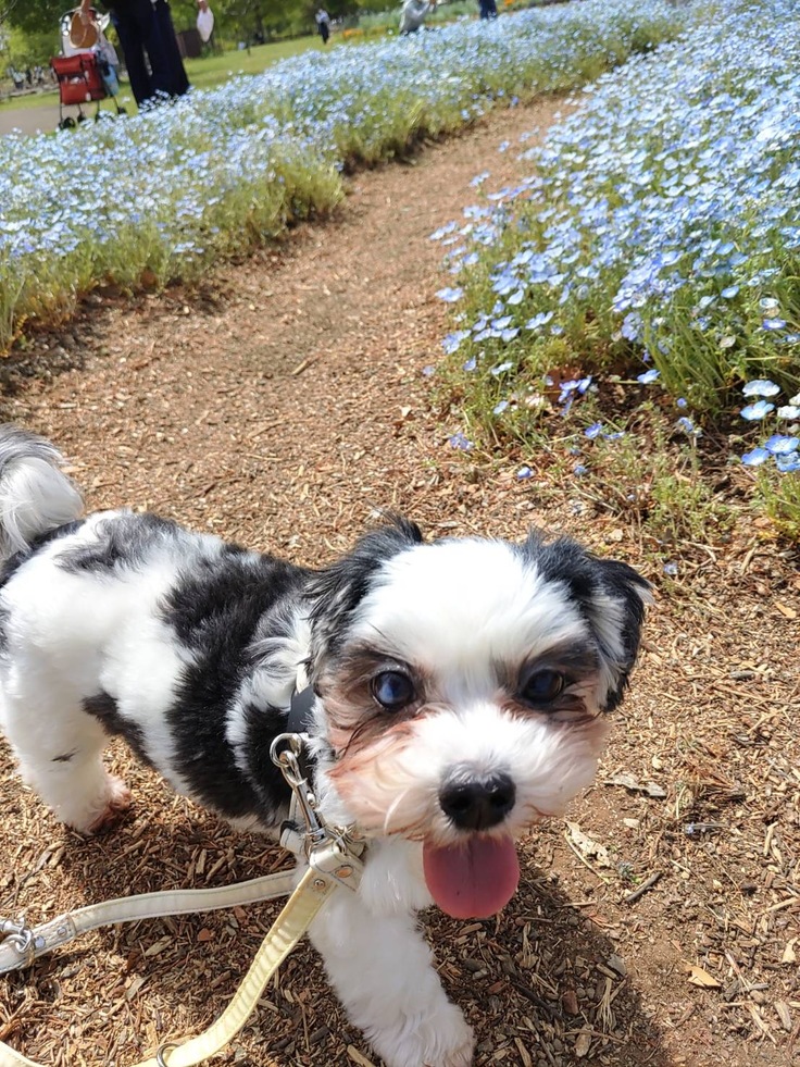 お外は苦手だけど頑張ってお散歩するシーズー犬1