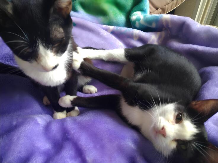 里親さん宅でくつろぐ「まめちゃん」と「ふくちゃん」1