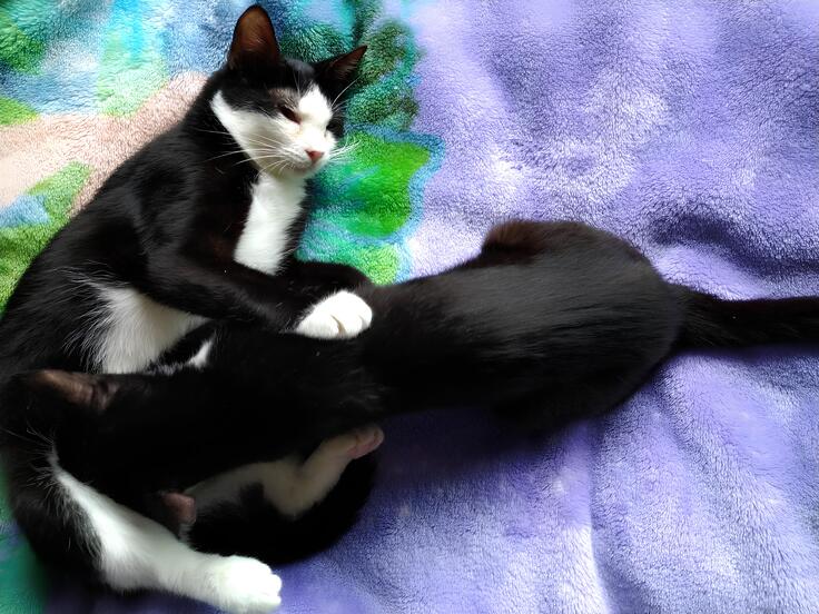 里親さん宅でくつろぐ「まめちゃん」と「ふくちゃん」2