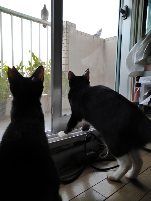 里親さん宅でくつろぐ「まめちゃん」と「ふくちゃん」3