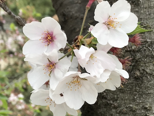 早咲きの桜の花弁の写真