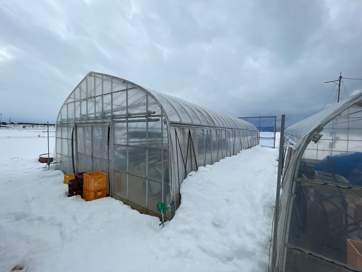IMG_5561＿新通山崎温室雪は滑り落ちている20250210.jpeg