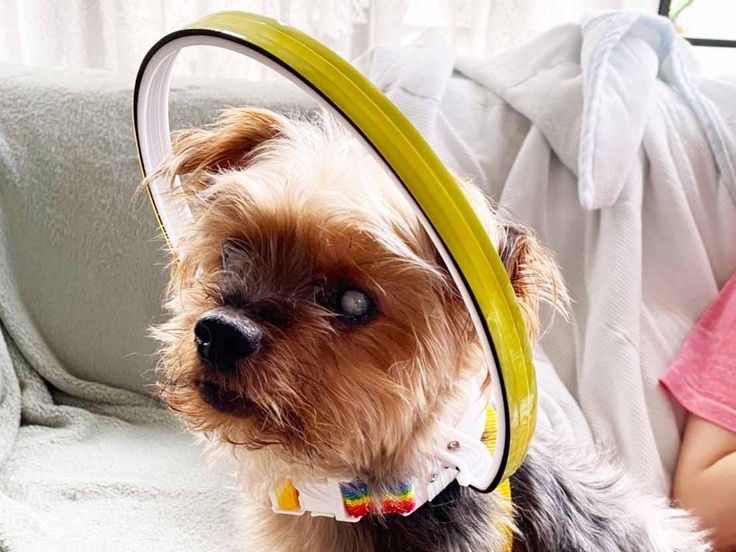 ヨークシャーテリア　ココちゃん