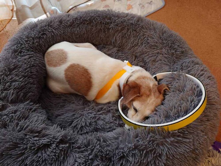 ジャックラッセルテリア　レモンちゃん