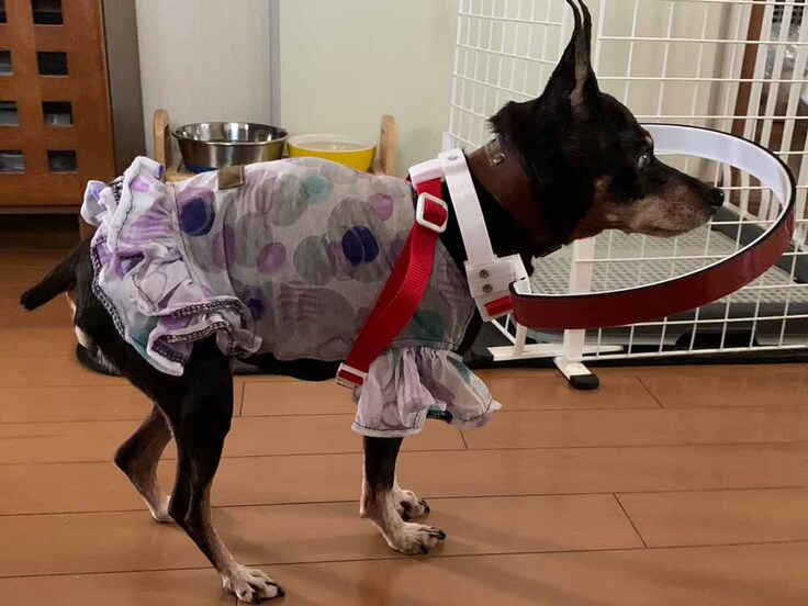 ミニチュアピンシャー　小夏ちゃん