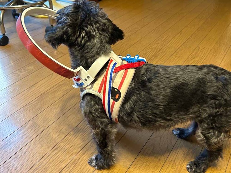 ミックス犬　ナナちゃん