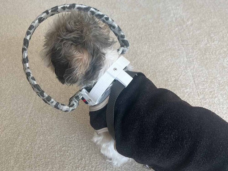 シーズー　ゆずちゃん