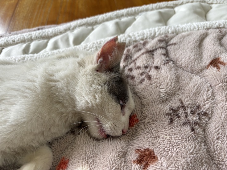 耳カットされた猫はさくら猫と呼ばれています。