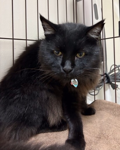 長毛黒猫ラブちゃん