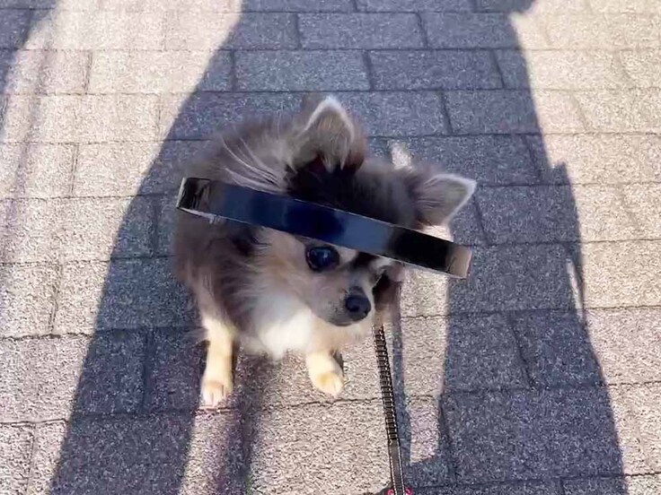 全盲のチワワ・ブルーノちゃん