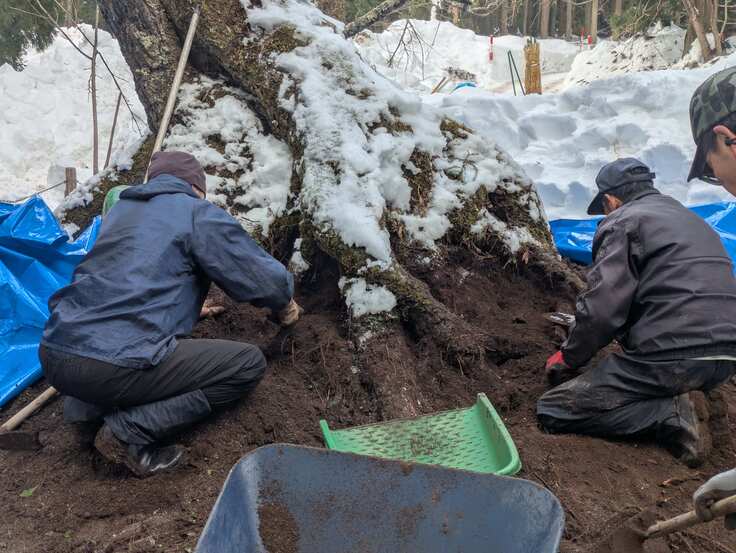 表面の土をはぎ取って新しい土と肥料を入れます