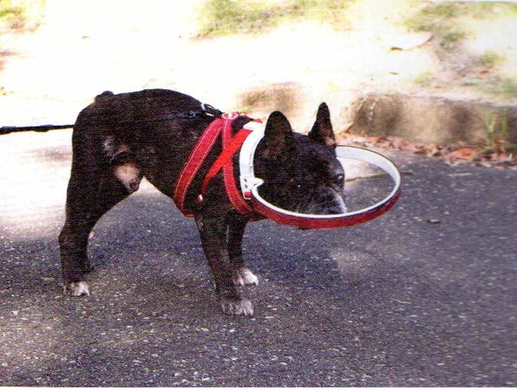 赤いドッグバンパーを装着したフレンチブルドッグ