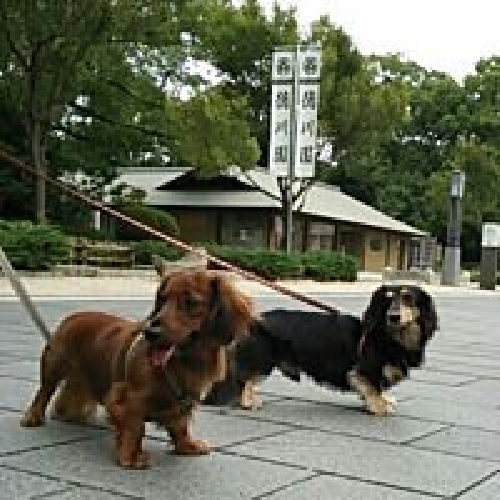 2頭のミニチュアダックス