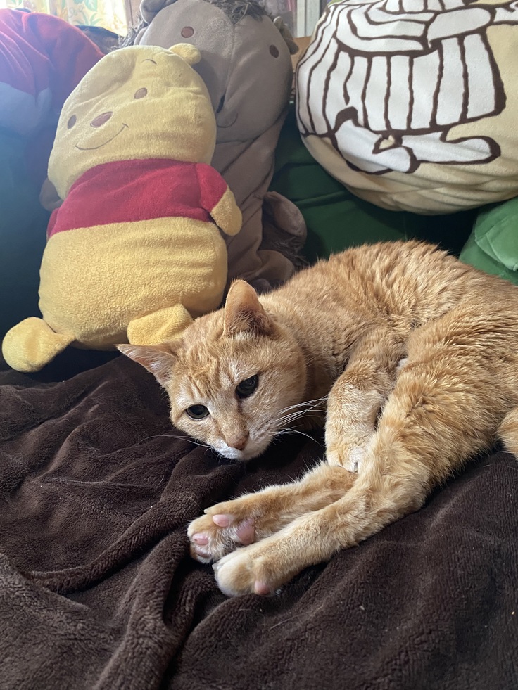 高齢猫のチャー