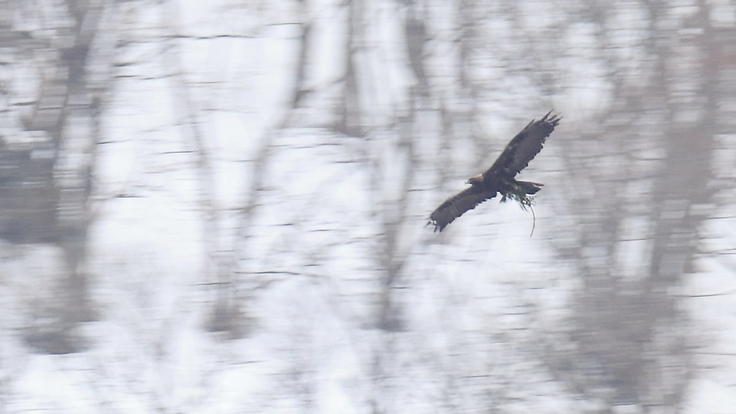 巣材を運ぶ雌ワシ